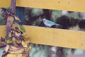 Blue-gray tanager at Las Cruces