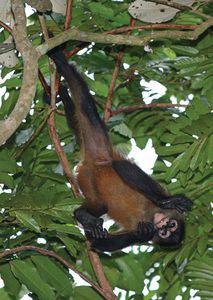 Geoffroy’s spider monkey, Ateles geoffroy. Photo by Brian Stucky