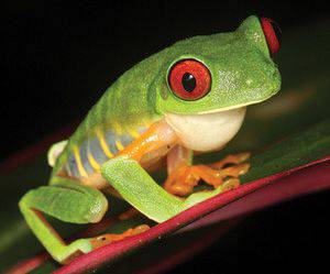 Red-eyed tree frog, Agalychnis callidryas. Photo by Brian Stucky.